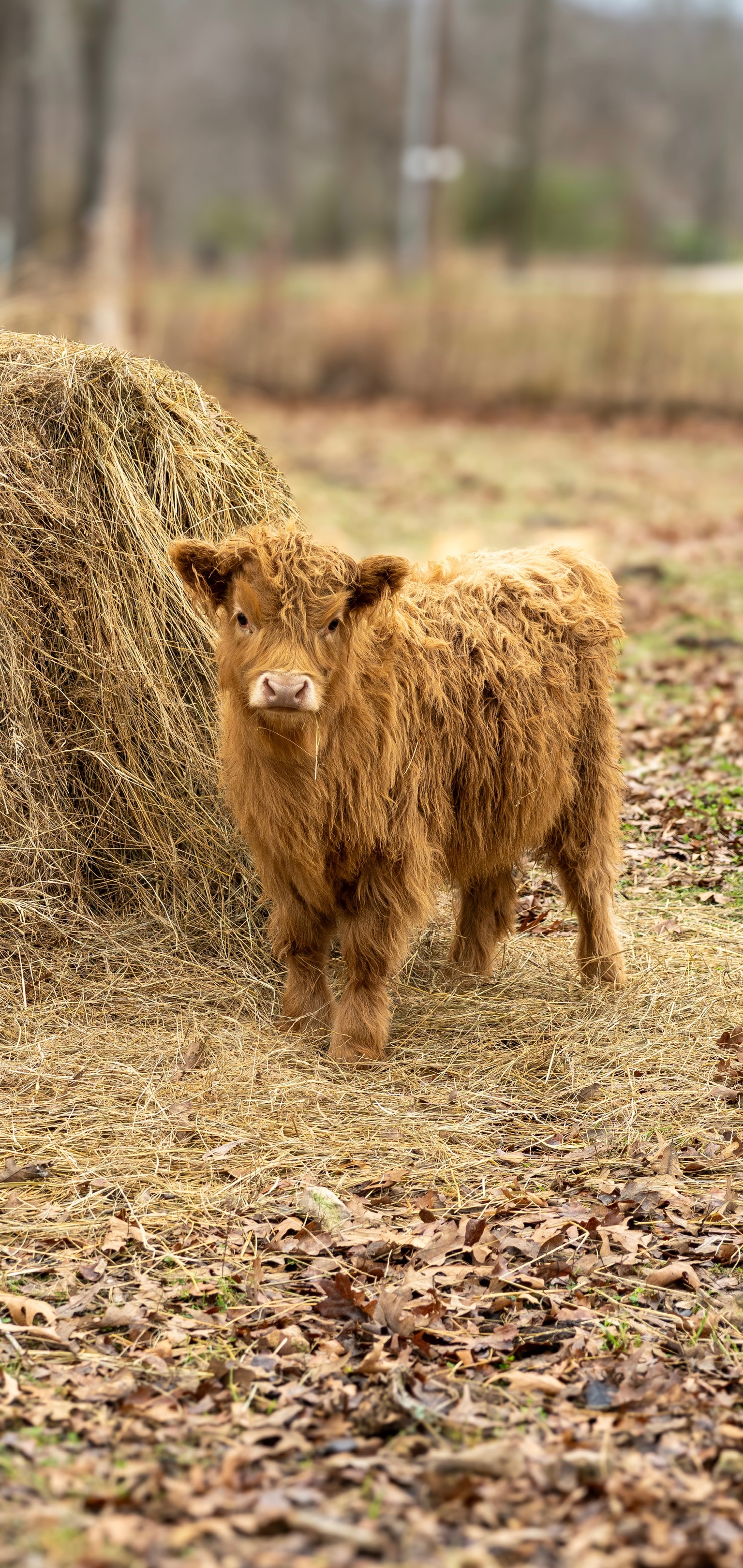 Miniature Highland cow on the Link Farm pasture