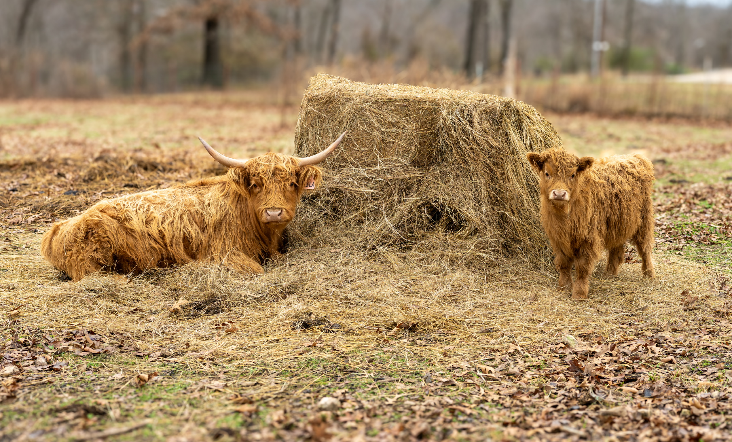 Highland cow on the Link Farm pasture