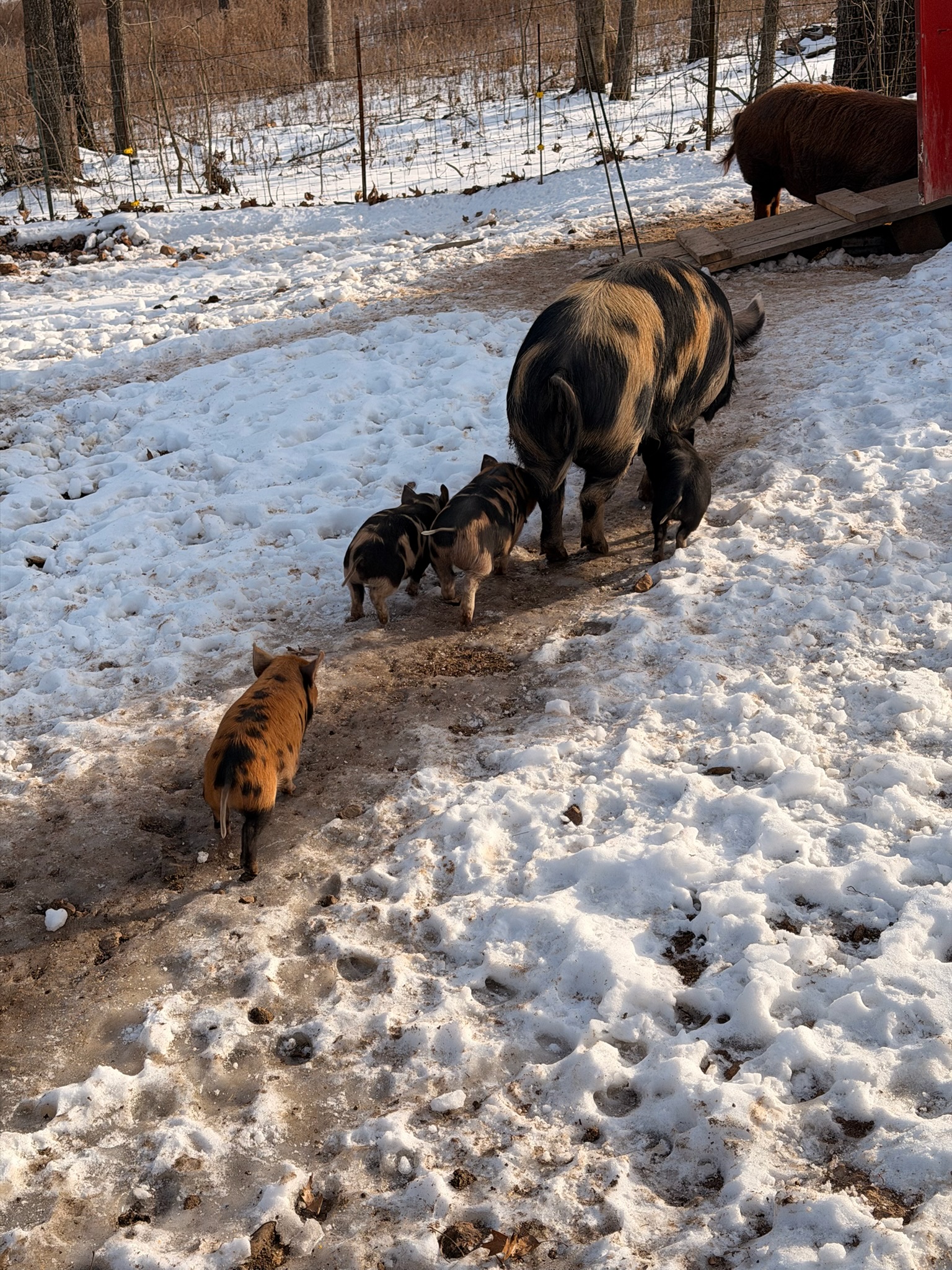 Pigs on pasture at Link Farm