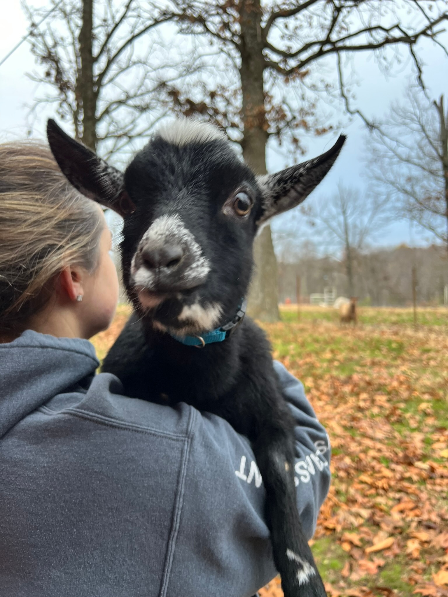 Why we chose Nigerian dwarf goats