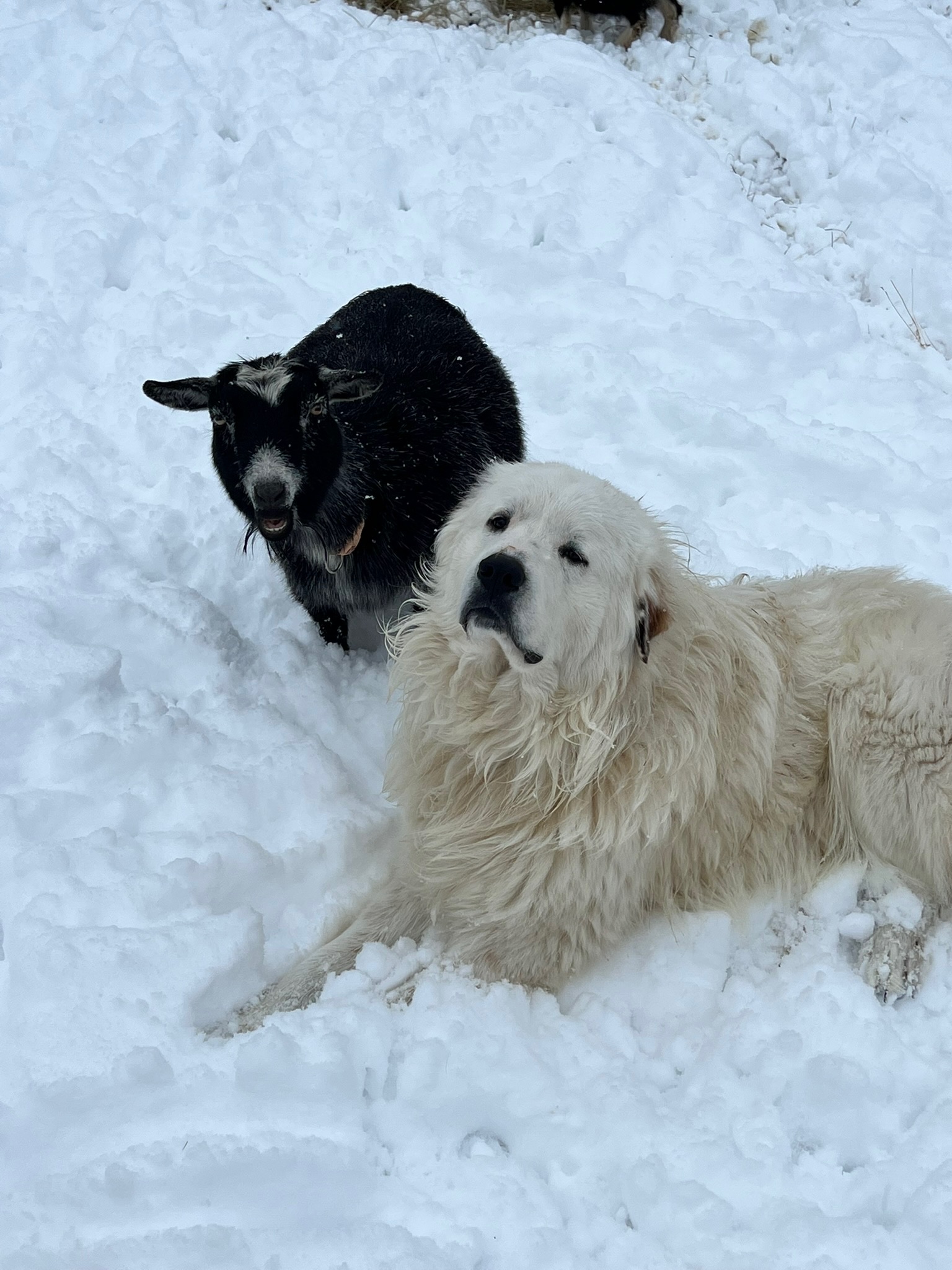 Link Farm Livestock guardian dogs