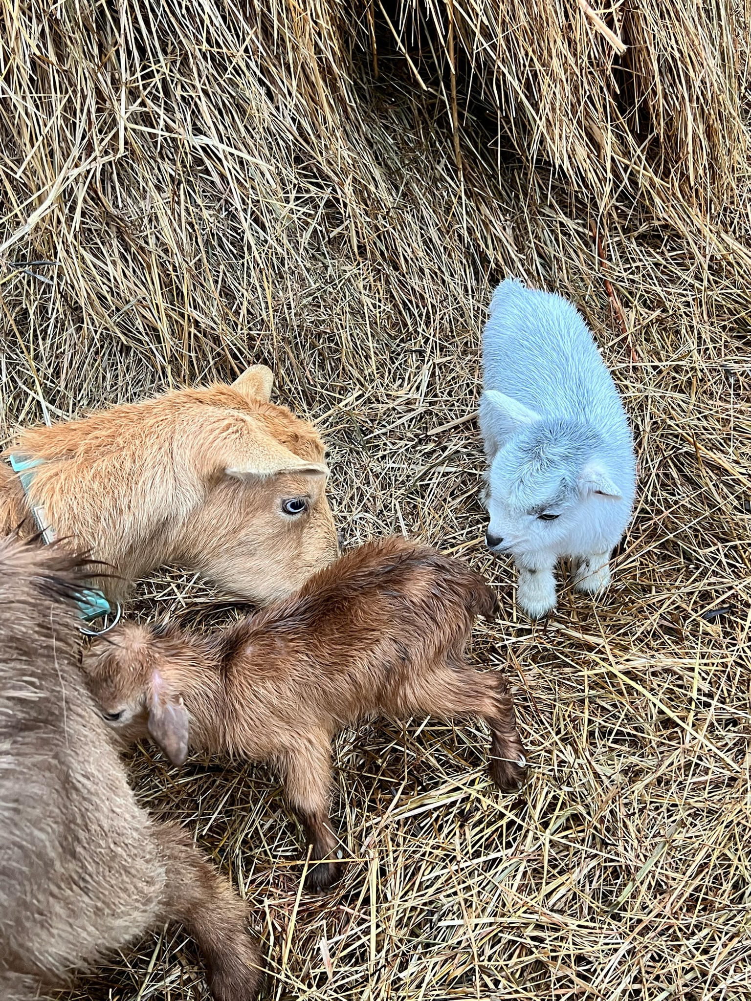 Nigerian dwarf goat at Link Farm