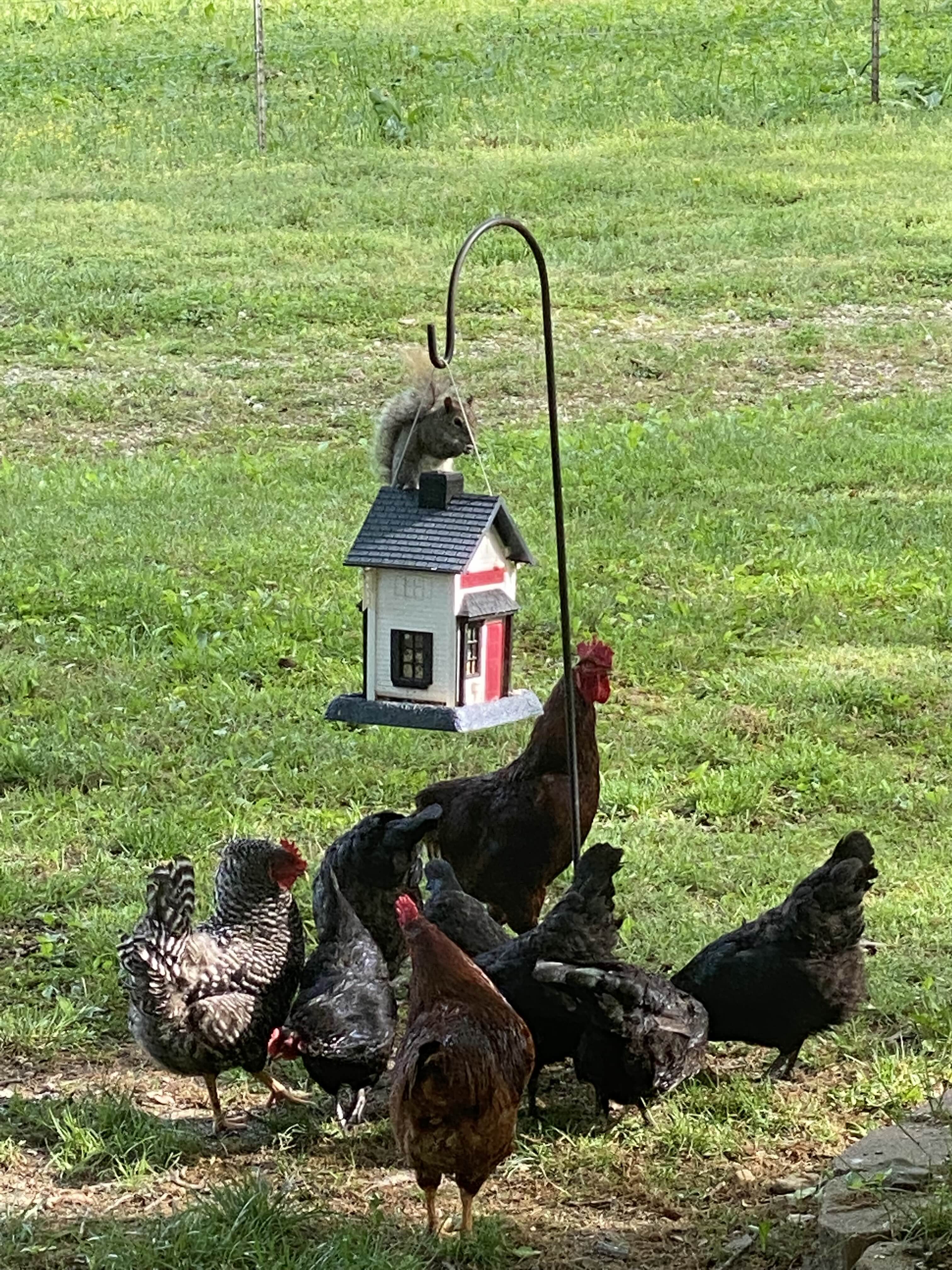 Chickens free-ranging at Link Farm