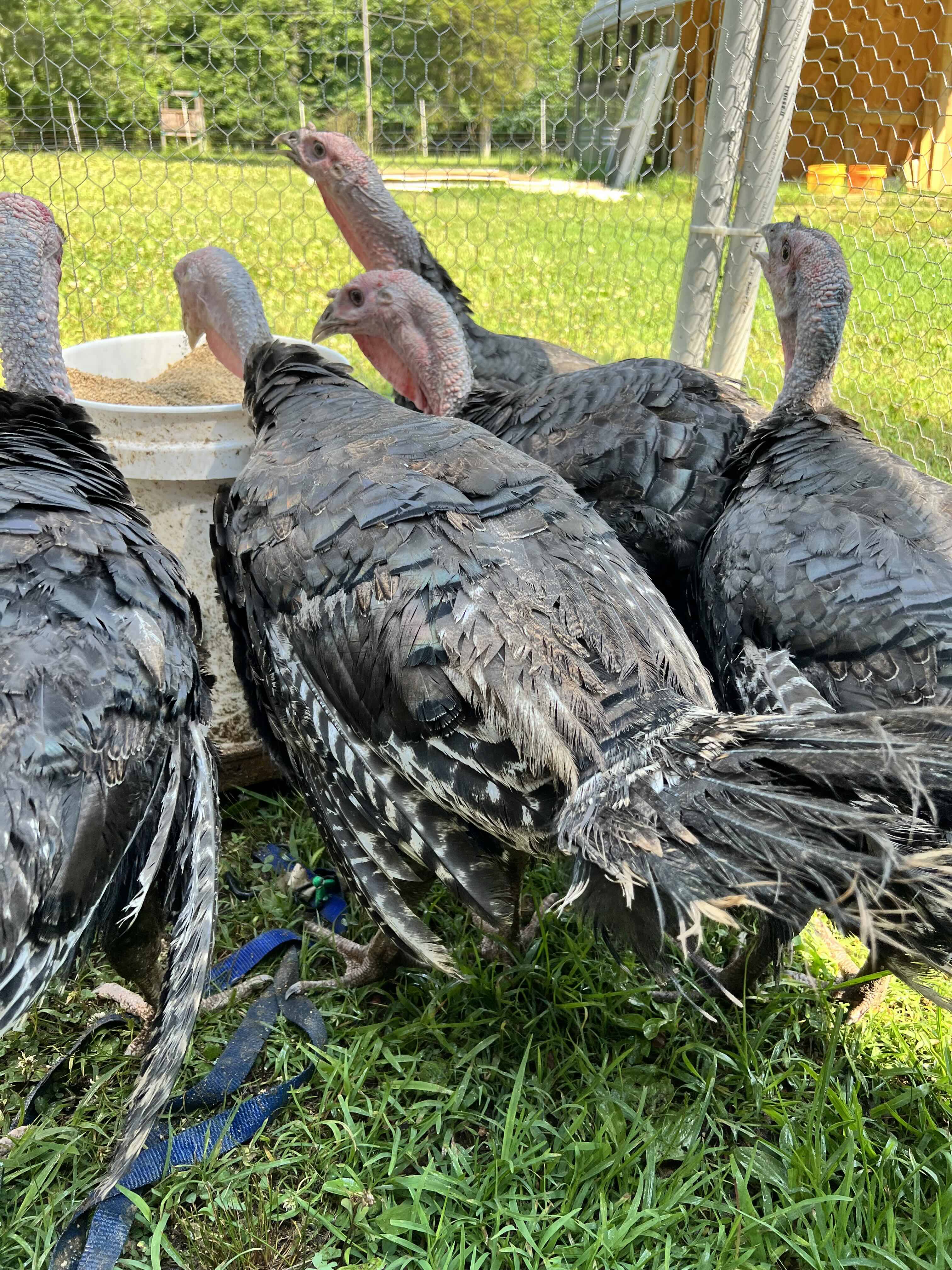 Heritage turkeys at Link Farm